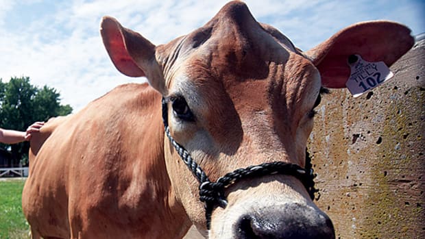 A Jersey cow like the one that walked on the field at Mississippi State